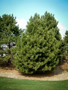 Сосна Чёрная (Pinus Nigra) купить по цене от 270.00р. в интернет-магазине «Посадика» с доставкой почтой в в Кировске и по всей России – [изображение №1].