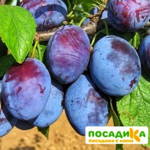 Слива Чачакская ранняя купить по цене от 229.00р. в интернет-магазине «Посадика» с доставкой почтой в в Кировске и по всей России – [изображение №1].