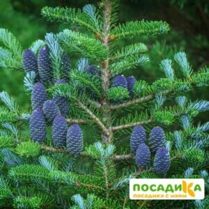 Пихта корейская (Abies koreana) купить по цене от 450.00р. в интернет-магазине «Посадика» с доставкой почтой в в Кировске и по всей России – [изображение №1].