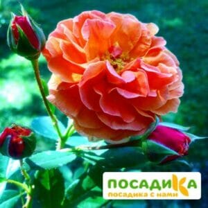 Роза Арабия купить по цене от 350.00р. в интернет-магазине «Посадика» с доставкой почтой в в Кировске и по всей России – [изображение №1].