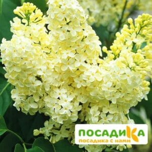 Сирень Примроуз (Primrose) купить по цене от 529.00р. в интернет-магазине «Посадика» с доставкой почтой в в Кировске и по всей России – [изображение №1].