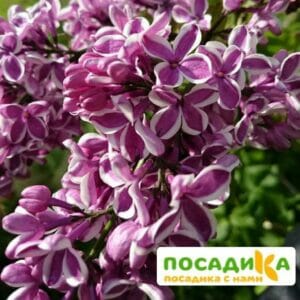 Сирень Сенсация купить по цене от 529.00р. в интернет-магазине «Посадика» с доставкой почтой в в Кировске и по всей России – [изображение №1].