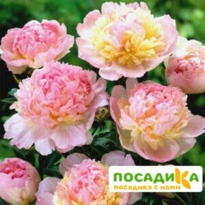 Пион Распберри Сандей (Paeonia Raspberry Sundae) купить по цене от 959р. в интернет-магазине «Посадика» с доставкой почтой в в Кировске и по всей России – [изображение №1].