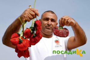 Клубника Гигант Джорнея купить по цене от 266р. в интернет-магазине «Посадика» с доставкой почтой в в Кировске и по всей России – [изображение №1].