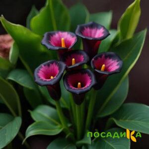 Калла Аура Лейс купить по цене от 400р. в интернет-магазине «Посадика» с доставкой почтой в в Кировске и по всей России – [изображение №1].