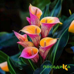 Калла Оникс купить по цене от 450р. в интернет-магазине «Посадика» с доставкой почтой в в Кировске и по всей России – [изображение №1].