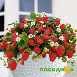 Клубника Рубиновый Шепот (горшечная) купить по цене от 240р. в интернет-магазине «Посадика» с доставкой почтой в в Кировске и по всей России – [изображение №1].