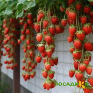 Клубника вьющаяся Комплимент купить по цене от 470р. в интернет-магазине «Посадика» с доставкой почтой в в Кировске и по всей России – [изображение №1].
