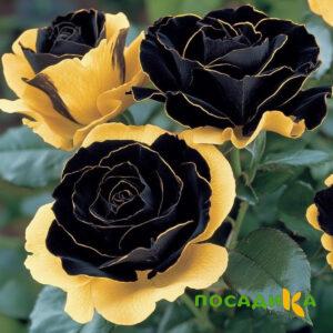 Роза Ханни Сикл купить по цене от 700р. в интернет-магазине «Посадика» с доставкой почтой в в Кировске и по всей России – [изображение №1].