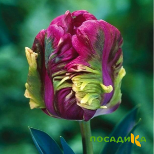 Тюльпан Экзотик Хэвен купить по цене от 186р. в интернет-магазине «Посадика» с доставкой почтой в в Кировске и по всей России – [изображение №1].