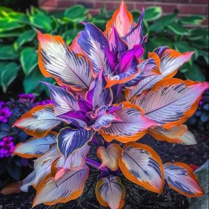 Хоста Эмеральд Тиара купить по цене от 602р. в интернет-магазине «Посадика» с доставкой почтой в в Кировске и по всей России – [изображение №1].