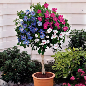 Гибискус-Дерево Триколор купить по цене от 289р. в интернет-магазине «Посадика» с доставкой почтой в в Кировске и по всей России – [изображение №1].