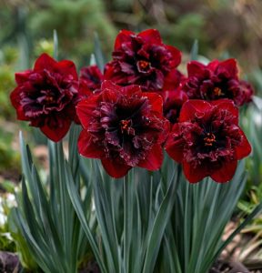 Нарцисс Сапфировый Бриз купить по цене от 3000р. в интернет-магазине «Посадика» с доставкой почтой в в Кировске и по всей России – [изображение №1].