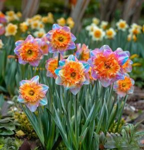 Нарцисс Айвери Дон купить по цене от 3000р. в интернет-магазине «Посадика» с доставкой почтой в в Кировске и по всей России – [изображение №1].