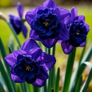 Нарцисс Арт Нуво купить по цене от 378р. в интернет-магазине «Посадика» с доставкой почтой в в Кировске и по всей России – [изображение №1].