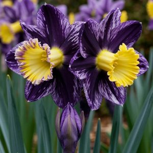 Нарцисс Акропоис купить по цене от 382р. в интернет-магазине «Посадика» с доставкой почтой в в Кировске и по всей России – [изображение №1].