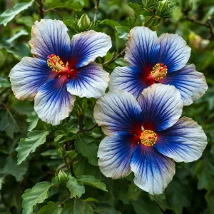 Гибискус Илюжн Вилью купить по цене от 259р. в интернет-магазине «Посадика» с доставкой почтой в в Кировске и по всей России – [изображение №1].