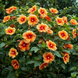 Гибискус Кристал Рэй купить по цене от 458р. в интернет-магазине «Посадика» с доставкой почтой в в Кировске и по всей России – [изображение №1].