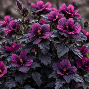 Гибискус Корал Чарм купить по цене от 271р. в интернет-магазине «Посадика» с доставкой почтой в в Кировске и по всей России – [изображение №1].