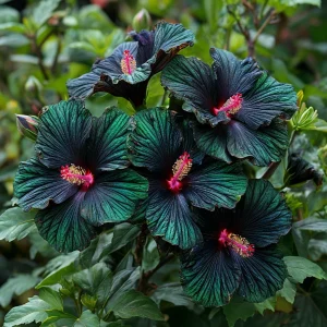 Гибискус Пикок Плюм купить по цене от 490р. в интернет-магазине «Посадика» с доставкой почтой в в Кировске и по всей России – [изображение №1].