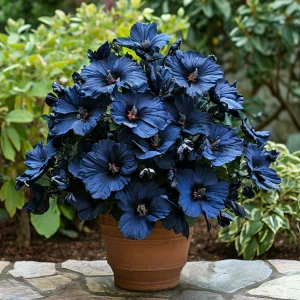 Гибискус Селестиал Флейм купить по цене от 326р. в интернет-магазине «Посадика» с доставкой почтой в в Кировске и по всей России – [изображение №1].