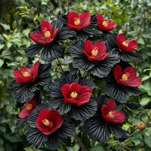 Гибискус Ройял Афеа купить по цене от 460р. в интернет-магазине «Посадика» с доставкой почтой в в Кировске и по всей России – [изображение №1].