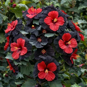 Гибискус Шиммеринг купить по цене от 720р. в интернет-магазине «Посадика» с доставкой почтой в в Кировске и по всей России – [изображение №1].