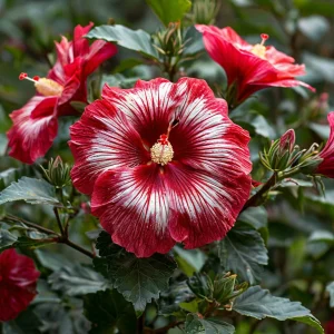 Гибискус Пурпл Мистик купить по цене от 360р. в интернет-магазине «Посадика» с доставкой почтой в в Кировске и по всей России – [изображение №1].