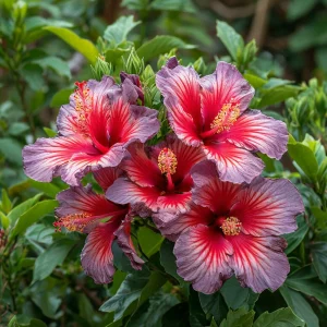 Гибискус Кримсон Флейм купить по цене от 479р. в интернет-магазине «Посадика» с доставкой почтой в в Кировске и по всей России – [изображение №1].