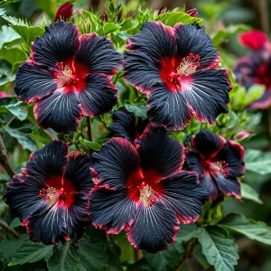 Гибискус садовый Файер Дэнсер купить по цене от 450р. в интернет-магазине «Посадика» с доставкой почтой в в Кировске и по всей России – [изображение №1].