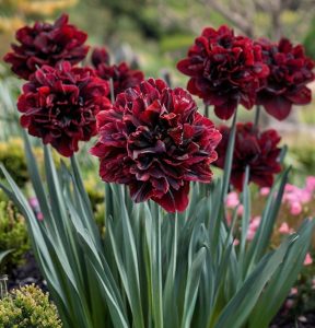 Нарцисс Малиновая Вуаль купить по цене от 3000р. в интернет-магазине «Посадика» с доставкой почтой в в Кировске и по всей России – [изображение №1].