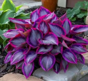 Хоста Сикрет Гарденс купить по цене от 549р. в интернет-магазине «Посадика» с доставкой почтой в в Кировске и по всей России – [изображение №1].