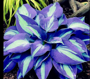 Хоста Аурелия купить по цене от 450р. в интернет-магазине «Посадика» с доставкой почтой в в Кировске и по всей России – [изображение №1].